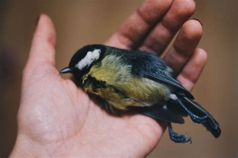 Kode alam burung mati di depan rumah  Berdasarkan penelitian, burung-burung tersebut terinfeksi virus yang tersebar melalui burung yang sakit dan menulari di sekitar tempat makanan tersebut